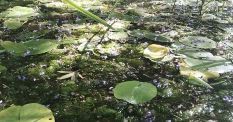 Storie di acqua e di foglie